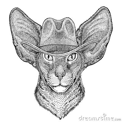 Oriental cat with big ears Wild animal wearing cowboy hat Wild west animal Cowboy animal T-shirt, poster, banner, badge Stock Photo