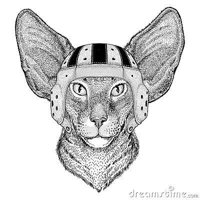 Oriental cat with big ears Wild animal wearing rugby helmet Sport illustration Vector Illustration