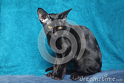 Oriental cat Stock Photo