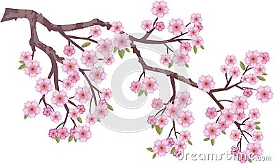 Oriental cherry Vector Illustration