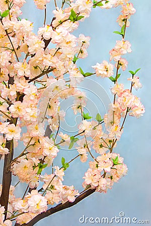 Oriental cherry Stock Photo