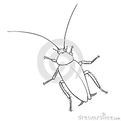 Oriental cockroach, macro of insects. Pest control. Vector outline illustration in cartoon doodle style, isolated Vector Illustration