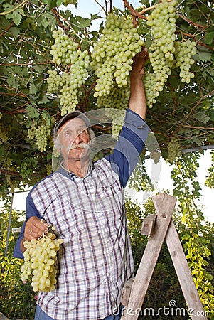 Oriental farmer vintner is harvesting white grape Stock Photo