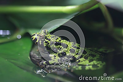 Oriental fire-bellied toad Stock Photo