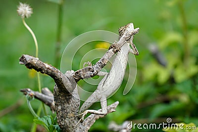 Oriental forest in camouflage Stock Photo