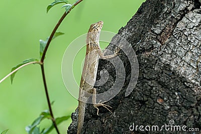 Oriental forest lizard climbing up a tree Stock Photo