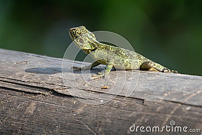 Oriental forest lizard sunning himself on a log, in Uganda Stock Photo