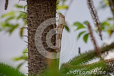 Oriental Forest Lizards - Genus Calotes on tree in Laos Stock Photo