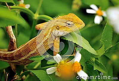 Oriental Garden Lizard Stock Photo