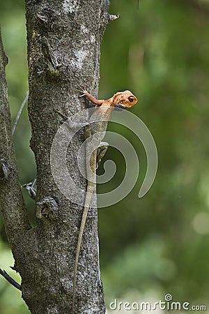 Oriental garden lizard in Bardia, Nepal Stock Photo