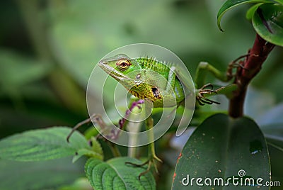 Oriental Garden Lizard - Calotes versicolor Stock Photo