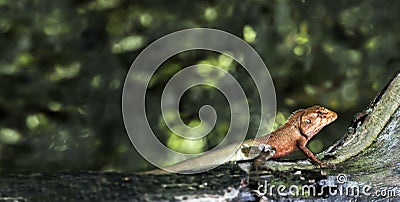 Oriental garden lizard or Calotes versicolor on the wood in trop Stock Photo