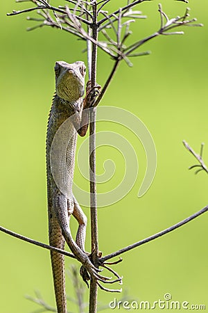 Oriental garden lizard (Chameleon) 4 Stock Photo