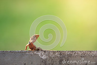 Oriental garden lizard or Changeable lizard (Calotes versicolor) lazy lying on grunge cement wall. Stock Photo