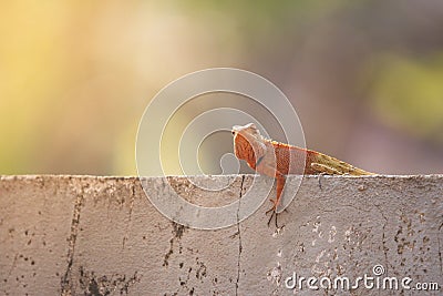 Oriental garden lizard or Changeable lizard (Calotes versicolor) lazy lying on grunge cement wal. Stock Photo