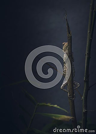 Oriental garden lizard female hiding behind the stick, holding it in vertical standup position against the dark background. Stock Photo