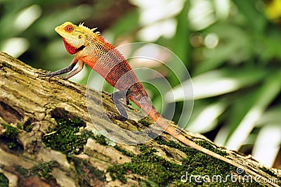 Oriental garden lizard Stock Photo