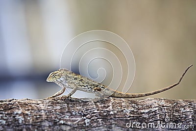 Oriental Garden Lizard Stock Photo