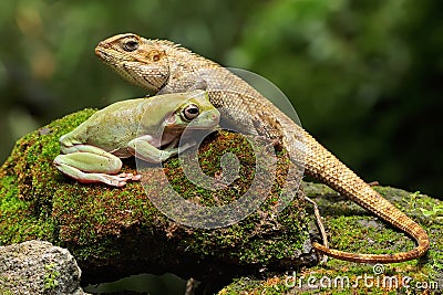 An oriental garden lizard is sunbathing with a dumpy frog on a moss-covered rock. Stock Photo
