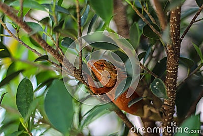 Oriental Garden Lizards are agamid lizard found widely Stock Photo