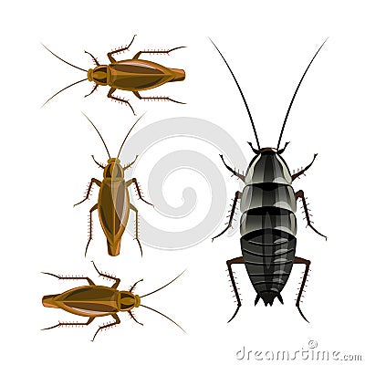 Oriental and german cockroaches Vector Illustration