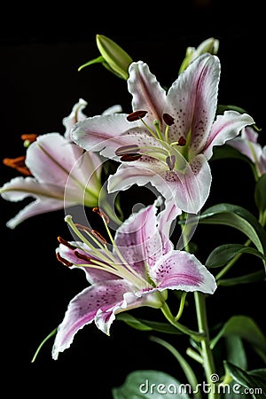 Oriental lily , Lilium cernuum Stock Photo