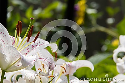 Oriental Lily Muscadet Stock Photo