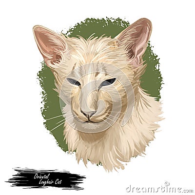Oriental Longhair Foreign Longhair or Mandarin cat. British Angora or Turkish Angora breed isolated on white background. Digital Cartoon Illustration
