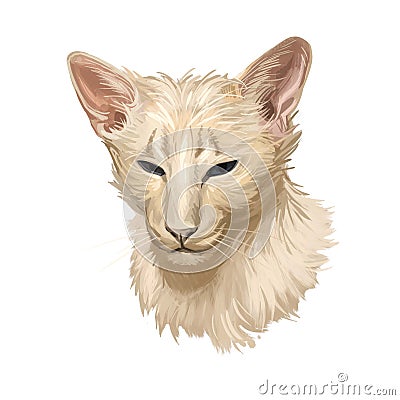 Oriental Longhair Foreign Longhair or Mandarin cat. British Angora or Turkish Angora breed isolated on white background. Digital Cartoon Illustration