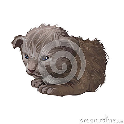 Oriental longhair kitten digital art illustration. Isolated watercolor portrait of British Angora. Javanese breed of cat. Cartoon Illustration