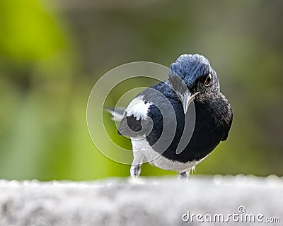 A Oriental Magpie in consideration Stock Photo