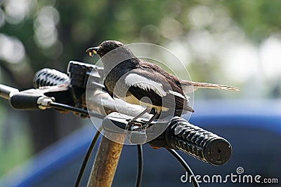 Oriental Magpie Robin on a bike handlebar with worm Stock Photo