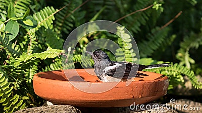 The Oriental Magpie Robin Stock Photo
