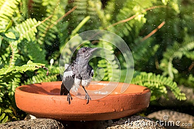 The Oriental Magpie Robin Stock Photo