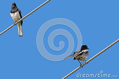 Oriental Magpie Robin bird in black and white perching on a steel cable Stock Photo