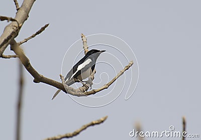 Oriental Magpie Robin Stock Photo