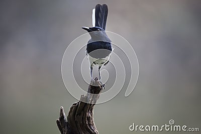 Oriental Magpie-Robin Stock Photo