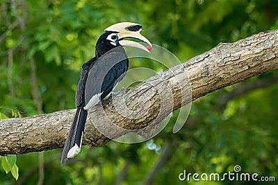 Oriental Pied-Hornbill - Anthracoceros albirostris large canopy-dwelling bird belonging to the Bucerotidae. Other common names are Stock Photo