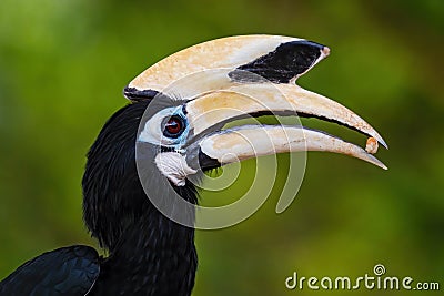 Oriental Pied-hornbill - Anthracoceros albirostris Stock Photo