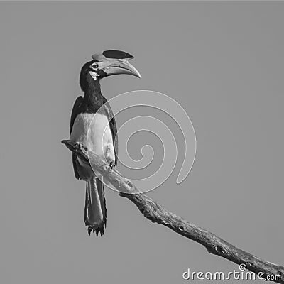 Oriental Pied Hornbill perched on a tree branch Stock Photo