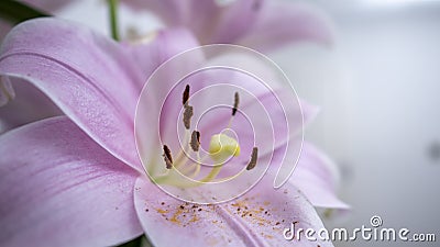 Oriental Pink Lily on white background Stock Photo