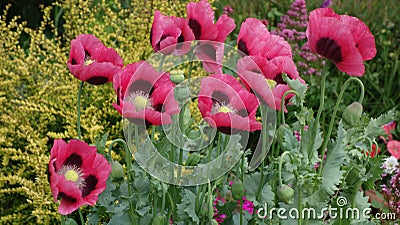 Oriental Poppies Stock Photo