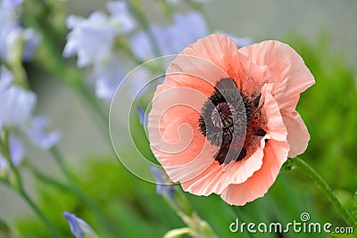 Oriental Poppy Stock Photo