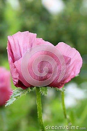 Oriental poppy (Papaver orientale ) Stock Photo