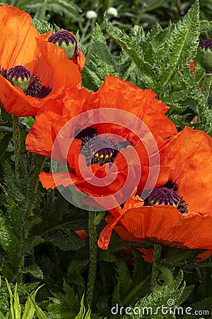 Oriental poppy papaver orientale Stock Photo