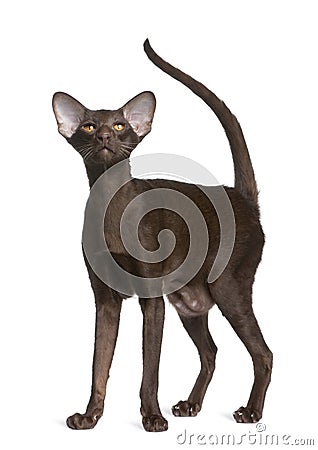Oriental shorthair cat, 11 months old Stock Photo
