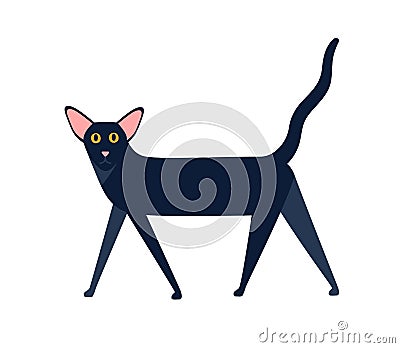 Oriental shorthair cat breed vector flat illustration. Cartoon black mammal animal walking isolated on white background Vector Illustration