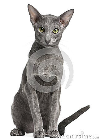 Oriental Shorthair cat, 10 months old Stock Photo