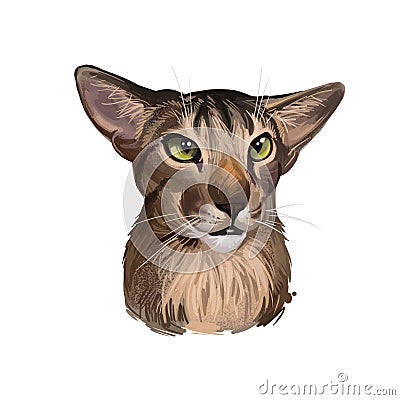 Oriental Shorthair Cat portrait isolated on white. Digital art illustration home pet portrait, pussy kitten t-shirt print, vet Cartoon Illustration