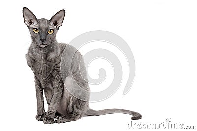 Oriental shorthair cat sitting and watching, gray animal pet, domestic kitty, purebred Cornish Rex. Isolated on white background. Stock Photo